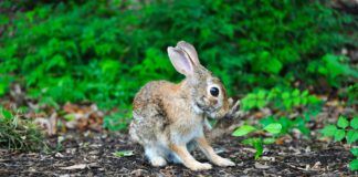 Deadly Rabbit Hemorrhagic Disease Spreads To LA