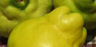 Pomes Produce Better Than Palms pomes