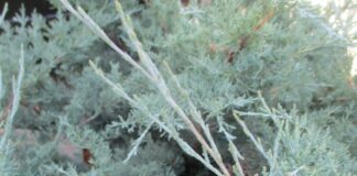 Juniper Turns Over A New Leaf Scale juniper