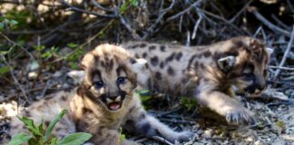 Mountain Lion Births Result In “Summer of Kittens”