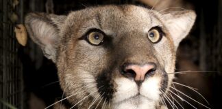 Mountain Lion Found With Genetic Abnormalities In Santa Monica Mountains
