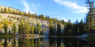 President Trump Commits To One Trillion Trees Initiative