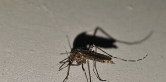 More Mosquito Samples Test Positive For West Nile Virus