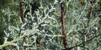 Mess Is Not Limited To The Deciduous mess