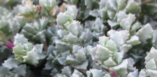 Planters Are Overrated But Functional planters