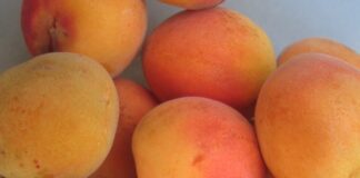 Bare Root Stock Just Makes Sense bare root stock