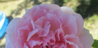 Pruning Roses During Winter Dormancy pruning roses