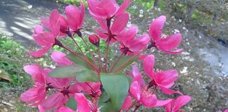 Spring Pruning Of Flowering Trees spring pruning
