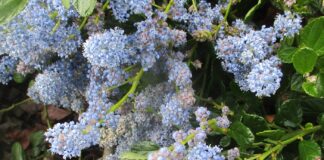 Cultivars Of California Native Plants cultivars