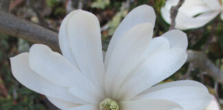 Vermin Voraciously Run Amok In Spring vermin