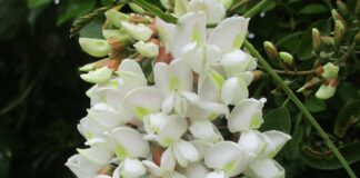 Limb Failure Of Spontaneous Nature limb failure