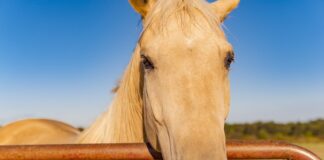 Celebrating With Safety — Five National Events Still “A Go” In 2021