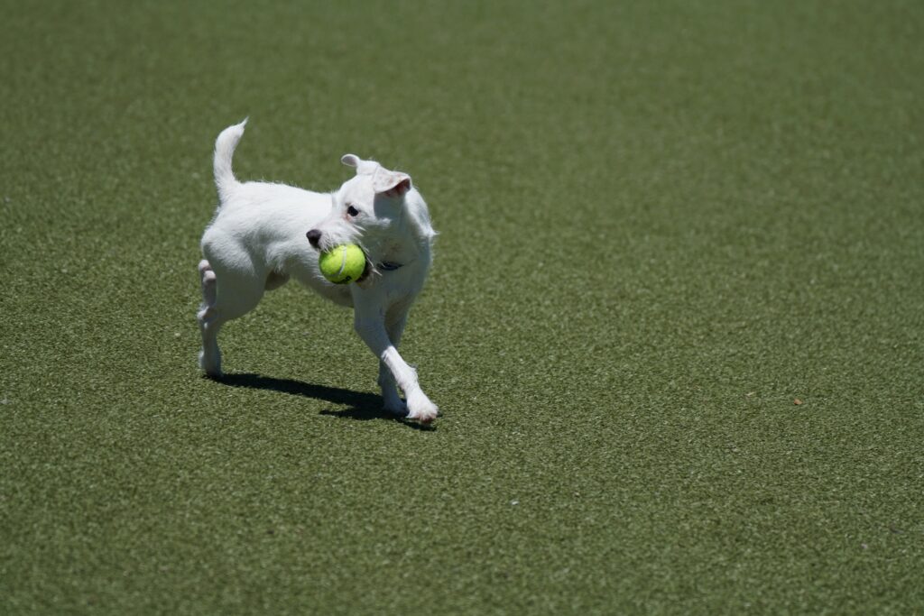 Reed Park May Become Off Leash Dog Park - Vimarsana News