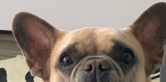 Lady Gaga Dog Kidnappers Charged