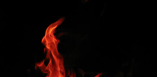 Tree Fire In Hollywood Hills