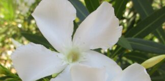 Toxic Plants Are Diversely Enigmatic toxic