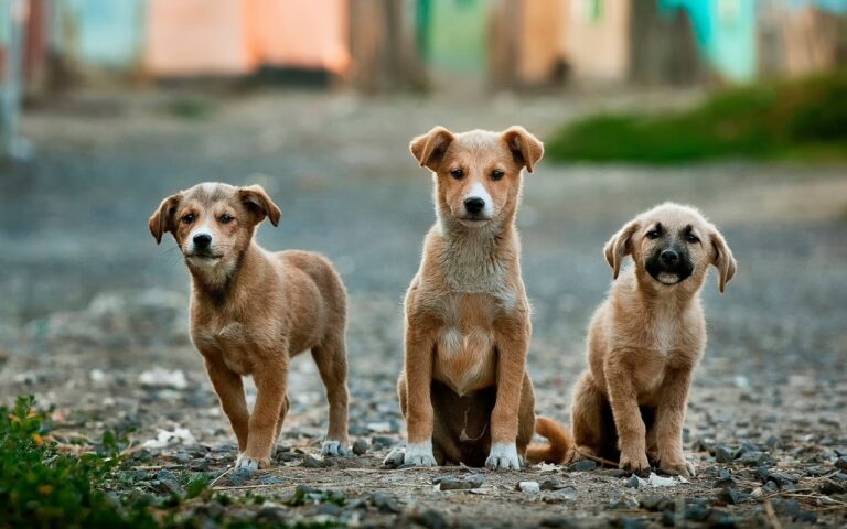 Virtual Outreach Meetings For Pet Tribute