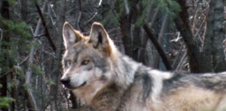 Coyote Seen In Hollywood Hills