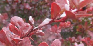 Thorny Vegetation Is Naturally Repellent thorny