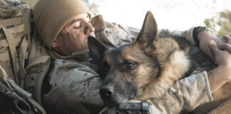 Military Dogs In Afghanistan Return To U.S.