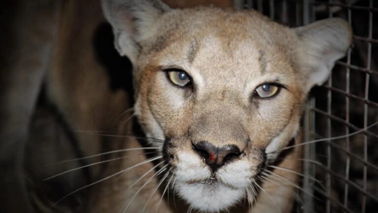 Meet Mountain Lion P-99