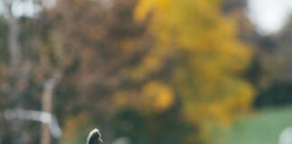 West Hollywood Hosting Annual Youth Halloween Carnival