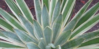 Dried Floral Material Worth Recycling dried