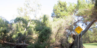 Tree Falls In Griffith Park Damaging 30 Cars