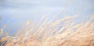 Moderate Santa Ana Winds In Malibu