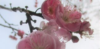 Warmth Accelerates Early Spring Bloom warmth