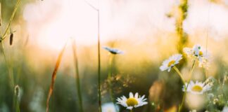 Spring Recreation Offerings In The Online Recreation Guide