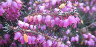 Cultivars Are Merely Cultivated Varieties cultivars