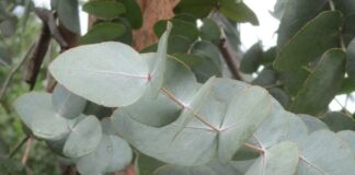 Sudden Limb Failure Jeopardizes Safety sudden limb failure