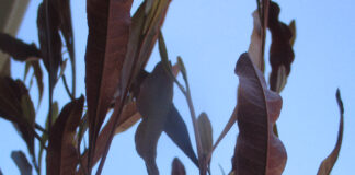 Streets Might Benefit From Shady Street Trees streets