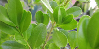 Shear Hedges Seasonably And Properly shear