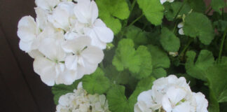 Color Outside The Spectral Lines color