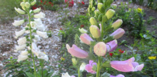 Toxic Plants In Home Gardens toxic plants