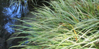 Saturation Of Soil Distresses Roots saturation