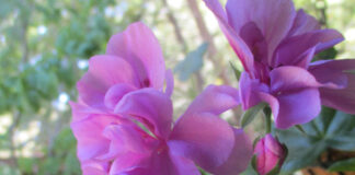 Utilitarian Garden Features Became Aesthetic utilitarian