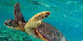 Coastal Clean Up Scheduled For September 17