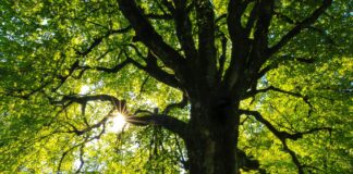 Residents, Businesses Asked To Spread ‘Shade’ By Registering For A Free Tree