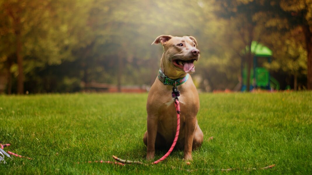 keno-jaye-kXy6udMFSws-unsplash