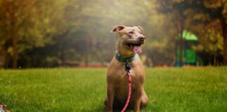 Public Input Wanted For Proposed Off-Leash Dog Park