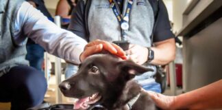 United Airlines Captain William Dale Adopts Abandoned Puppy