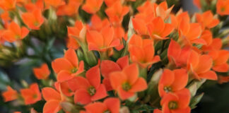 Forced Bloom Is Not Sustainable forced