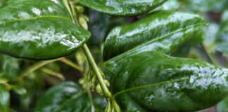 Winter Bloom Might Be Scarce winter bloom