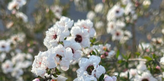 Spring Pruning Breaks The Rules spring pruning