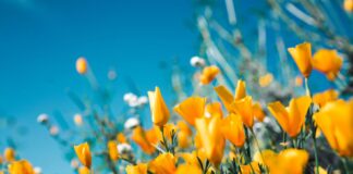 Malibu’s Spring Recreation Offerings In Recreation Guide And Newsletter