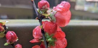 Forcing Early Bloom Even Earlier forcing