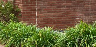 UCLA’s Powell Cat Passes Away